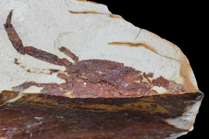 Partial Fossil Pea Crab (Pinnixa) From California - Miocene #85318
